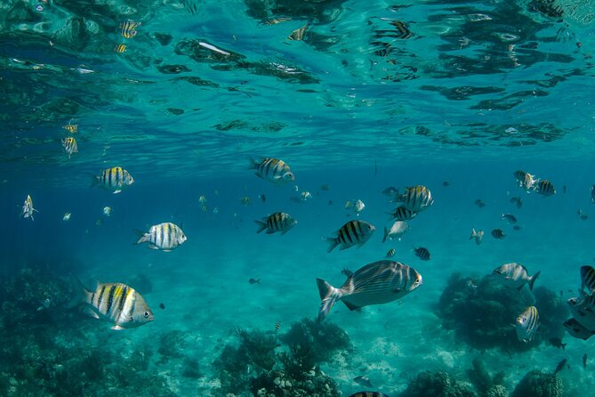 3 Hour Private Charter on Stingray City with Snorkeling - Optional choices: mangroves, Rum Point, or more time with rays