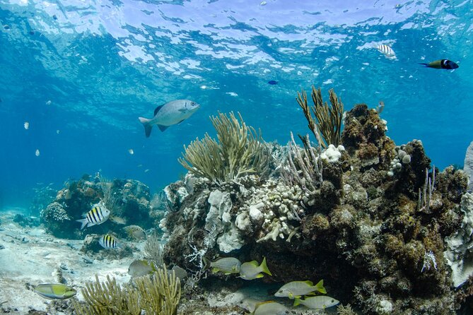 3 Hour Private Charter on Stingray City with Snorkeling - Who gets the best value from the $750 price