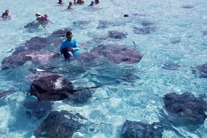 3 Stop Boat Tour Stingray City Coral Gardens and Starfish Point - Stingray City and the shallow-water encounter