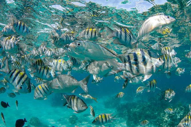 4 hour Private Boat charter to Stingray City, Snorkeling and More - Is $900 a good value for your group?