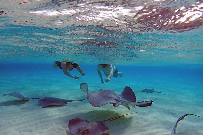 4-Stop Stingray, Snorkel, Star Fish & 7 Mile Beach (Family Owned) - Meeting the Stingrays at Stingray City