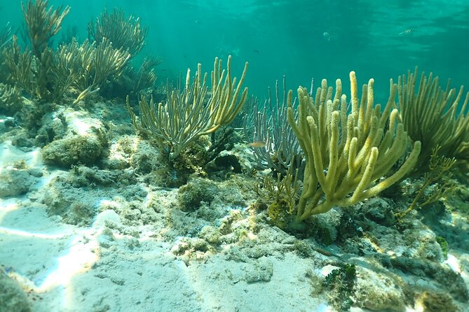 4-Stop Stingray, Snorkel, Star Fish & 7 Mile Beach (Family Owned) - The Boat Ride, Transfers, and Timing