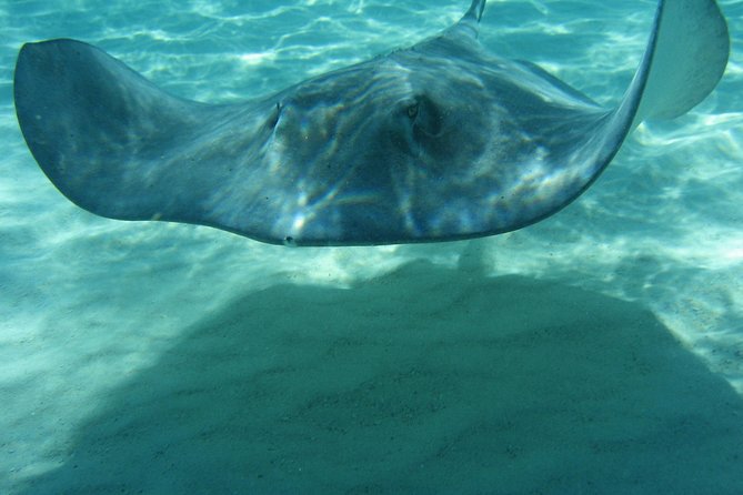 4-Stop Stingray, Snorkel, Star Fish & 7 Mile Beach (Family Owned) - Who Will Enjoy This Excursion Most?