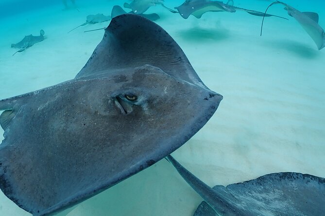 4-Stop Stingray, Snorkel, Star Fish & 7 Mile Beach (Family Owned) - Should You Book It?