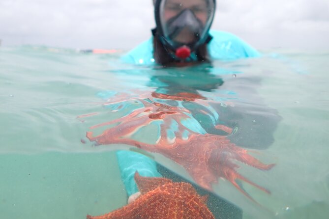 4-Stop Stingray, Snorkel, Star Fish & 7 Mile Beach (Family Owned) - Coral Gardens and the Snorkeling Stop