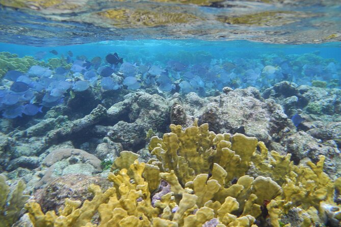 4 Stops Tour: Stingray, Snorkeling, Starfish & 7 Mile Beach - Four Grand Cayman stops in one half-day