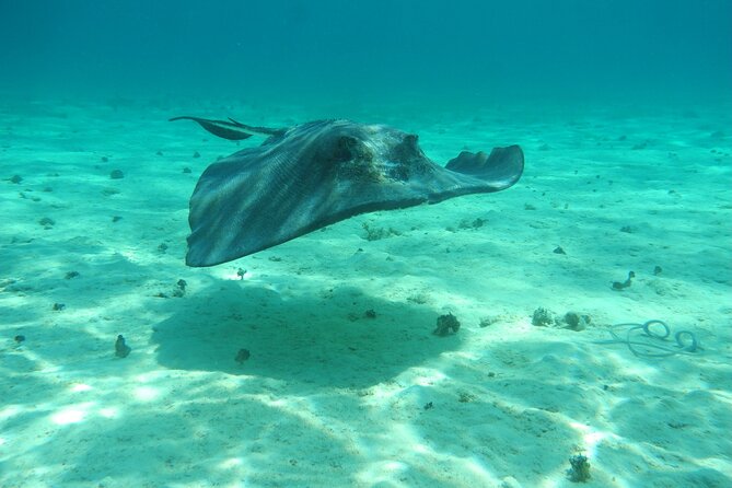 4 Stops Tour: Stingray, Snorkeling, Starfish & 7 Mile Beach - Coral Gardens: the best stop for reef time