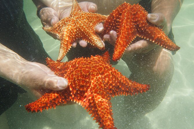 4 Stops Tour: Stingray, Snorkeling, Starfish & 7 Mile Beach - Seven Mile Beach: a 45-minute finish