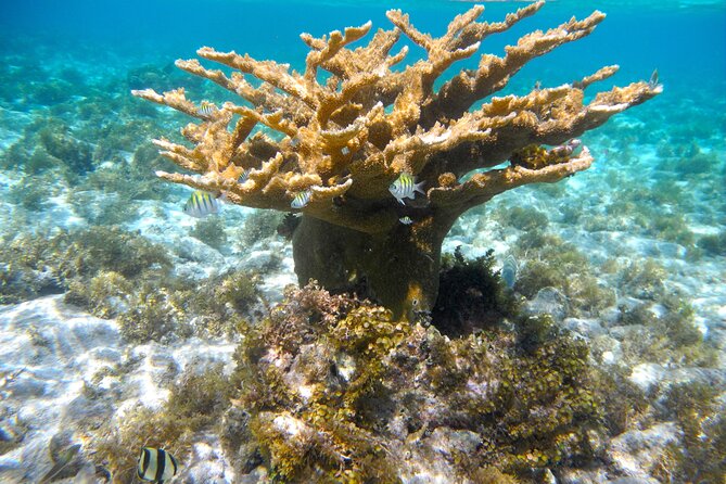 4 Stops Tour: Stingray, Snorkeling, Starfish & 7 Mile Beach - Pickup, meeting point, and group size