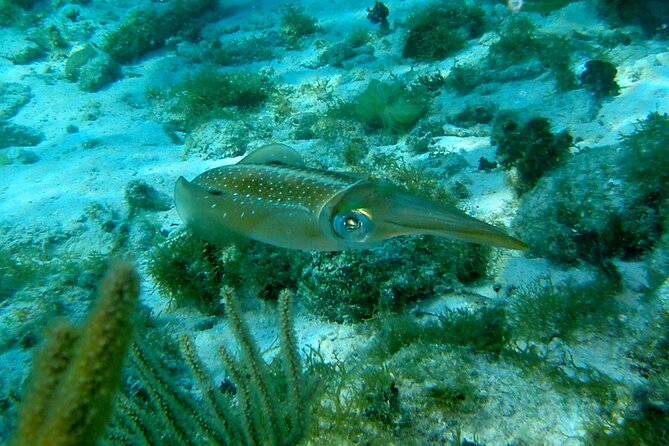 4 Stops Tour: Stingray, Snorkeling, Starfish & 7 Mile Beach - Who will enjoy this tour most