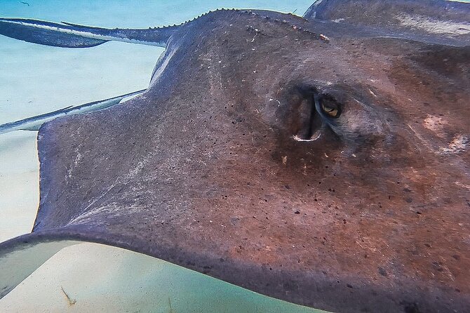 Acquarius Stingray City and Snorkel Tours - The Buccaneer is comfortable, but do not book it for sailing alone