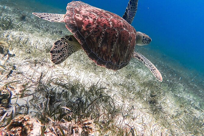 Acquarius Stingray City and Snorkel Tours - Pickup and cruise-port timing deserve careful attention