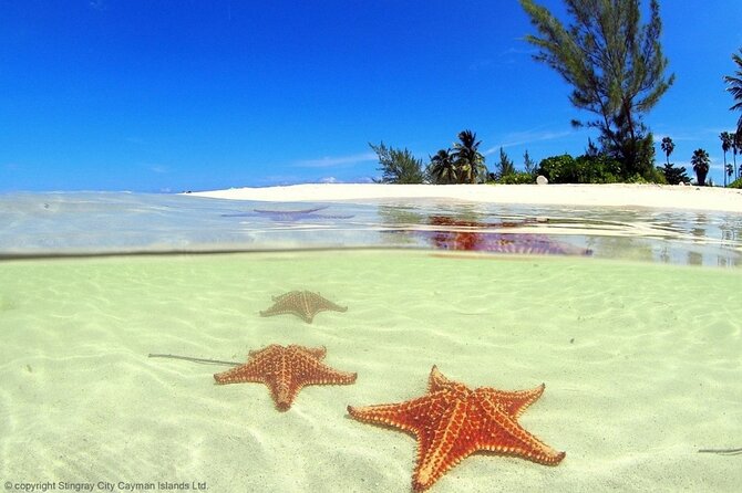 Cayman Adventure: Starfish Point, Stingray City and Coral Gardens - What the crew and boat add