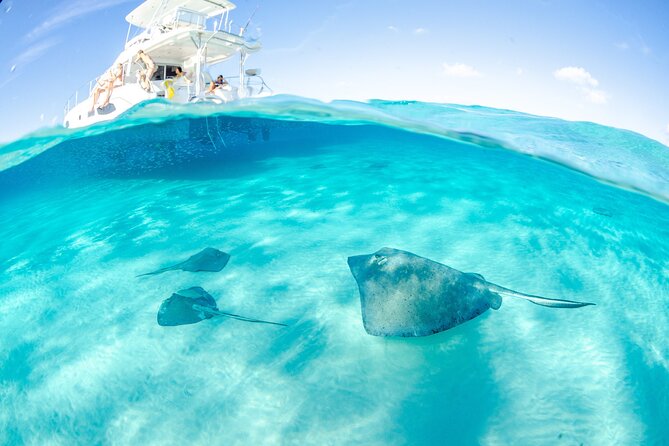 Cayman Adventure: Starfish Point, Stingray City and Coral Gardens - Stingray City: standing in the sandbar shallows