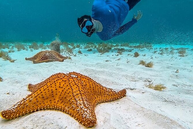 Cayman Combo Tour: Stingrays, Starfish Point and Crystal Caves - Why Stingray City makes this tour worth considering