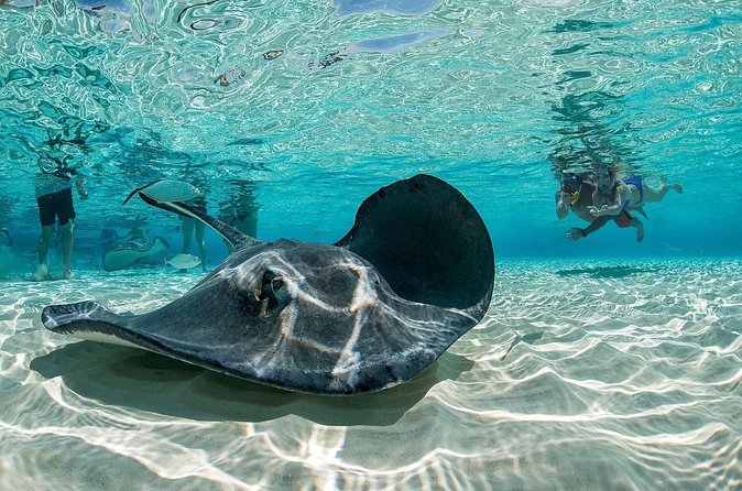 Cayman Combo Tour: Stingrays, Starfish Point and Crystal Caves - Is $109 a fair price?