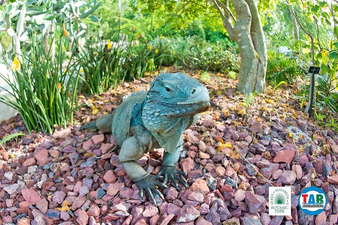 Cayman Crystal Caves & Pedro St James Castle or Botanical Garden - What makes the guides important