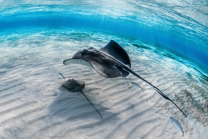 Cayman Ultimate Tour: Stingrays, Starfish Point and Crystal Caves - What to bring and what not to expect