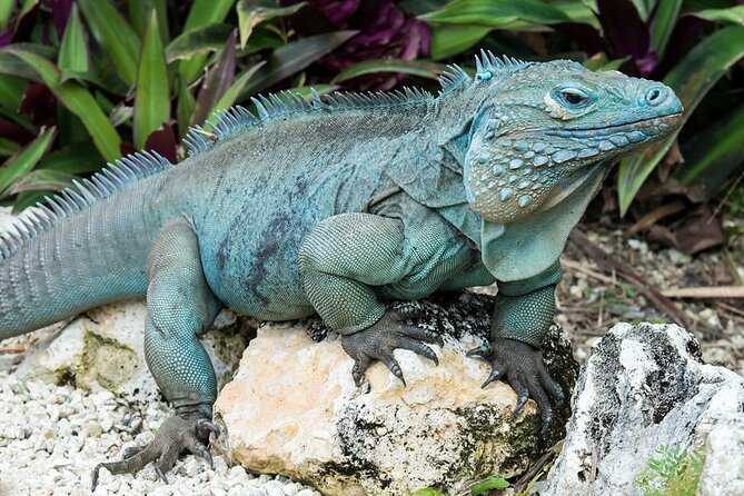 CaymanVisitor Hide & Seek GeoTour Self-Drive Tour - A treasure hunt spread across all three Cayman Islands