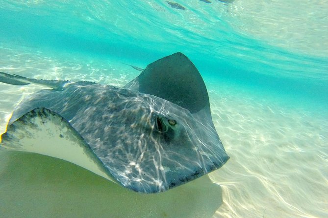 (Family owned) Stingray city sandbar, Starfish Beach & Snorkeling - Starfish Point is quieter, but less dramatic