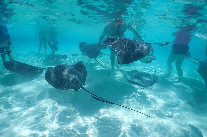 (Family owned) Stingray city sandbar, Starfish Beach & Snorkeling - The family-run crew shapes the experience