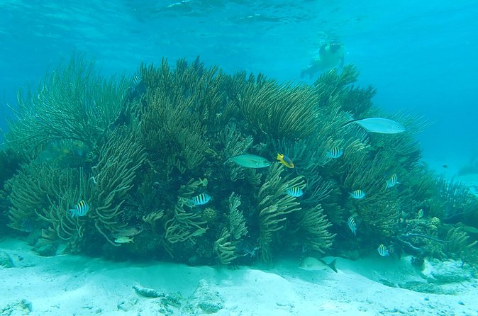 (Family owned) Stingray city sandbar, Starfish Beach & Snorkeling - Transport and timing from George Town