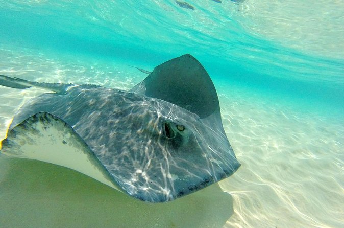 (Family owned) Stingray city sandbar, Starfish Beach & Snorkeling - Who will enjoy this tour most