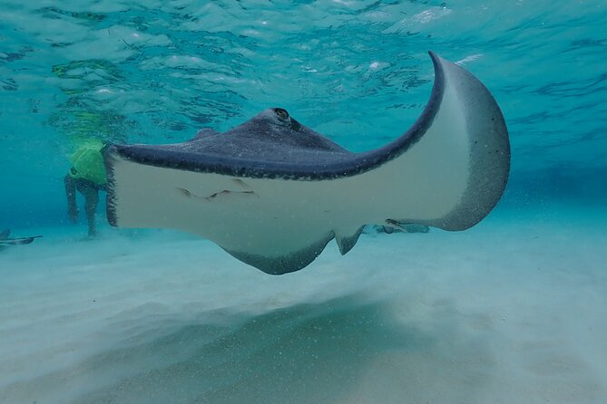 (Family owned) Stingray city sandbar, Starfish Beach & Snorkeling - Safety, weather, and what to pack