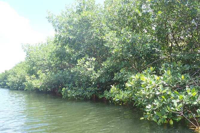 Get Anchored - Coral Gardens and the Barrier Reef