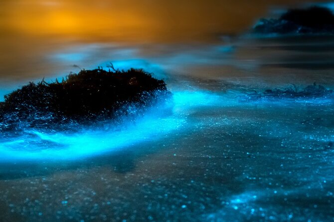 Grand Cayman Bioluminescence Adventure - Who will enjoy this most
