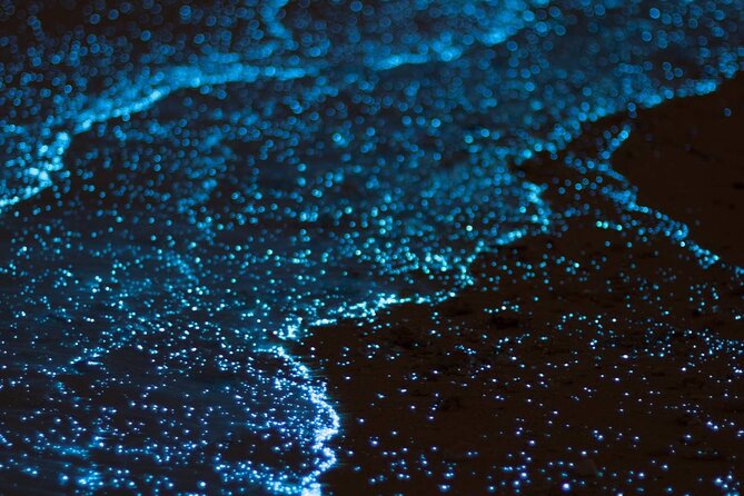 Grand Cayman Bioluminescence Experience - Practical details that make the trip easier