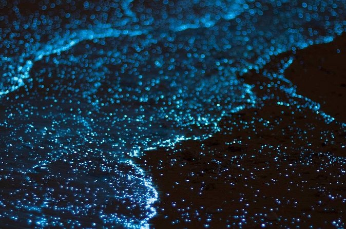Grand Cayman Bioluminescence Experience - The main limitation: nature sets the schedule