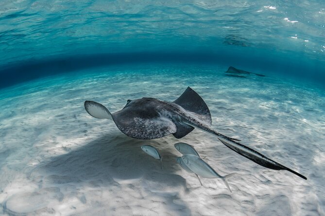 Grand Cayman Stingray City and Reef Snorkeling Combo Tour - Who will enjoy this excursion most