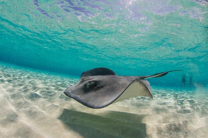 Grand Cayman Stingray City and Reef Snorkeling Combo Tour - Should you book the Grand Cayman combo tour?