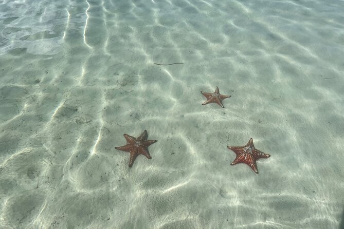 Half Day Private Boat Charter in Grand Cayman - Starfish Point and a slower final stop