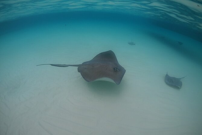 Half-Day Private Stingray City Charter - Grand Cayman - BTC - Practical details that can affect your day