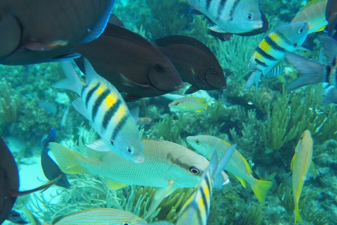 Half-Day Private Stingray City Charter in Cayman Islands - Captains who make the difference