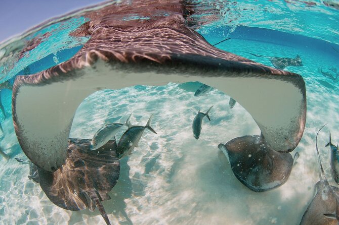 Private Boat Charter Snorkeling Stingray City or Bio Bay - Why a private Cayman boat matters