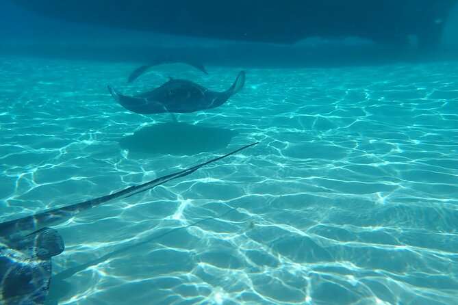 Private Boat Tour in Cayman Islands - Stingray City, 35 minutes with Grand Cayman’s famous rays