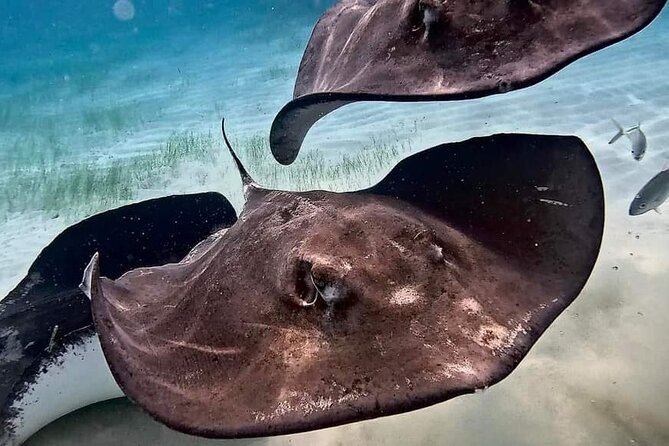 Private Charter 28ft Grady White. Stingrays, Snorkeling, Starfish - What the $750 price means for your group