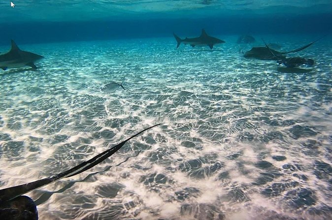 Private Full Day Charter - Stingray City, Starfish Point, Kaibo & Snorkeling - The $1,400 price and who gets good value