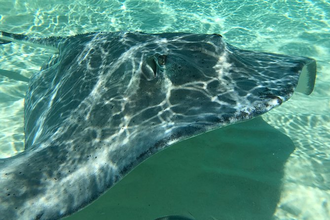 Private FullDay Stingray City, Snorkeling, Kaibo Bar & Grill and Starfish Beach - Setting out from the Cayman Islands Yacht Club