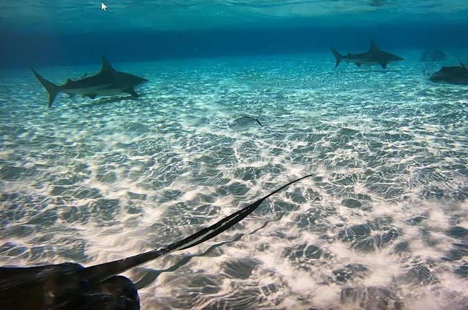 Private Half-Day Charter to Stingray City, Starfish Point and Snorkeling Tour - Starfish Point for a slower stop