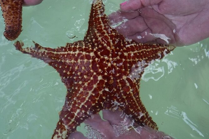 Private Half Day Stingray City, Snorkeling and Starfish Beach Tour - Leaving the Cayman Islands Yacht Club