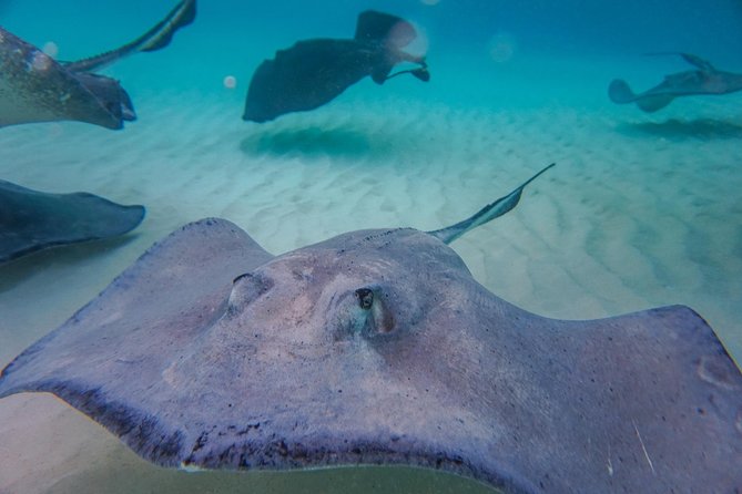 Private, luxury, custom charters to Stingray City, Snorkeling & More - Rum Point, mangroves, and extra options