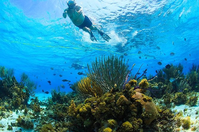Private Stingray City and Snorkeling Half Day Charter for 6 Guest - Starfish Point: a gentle first stop