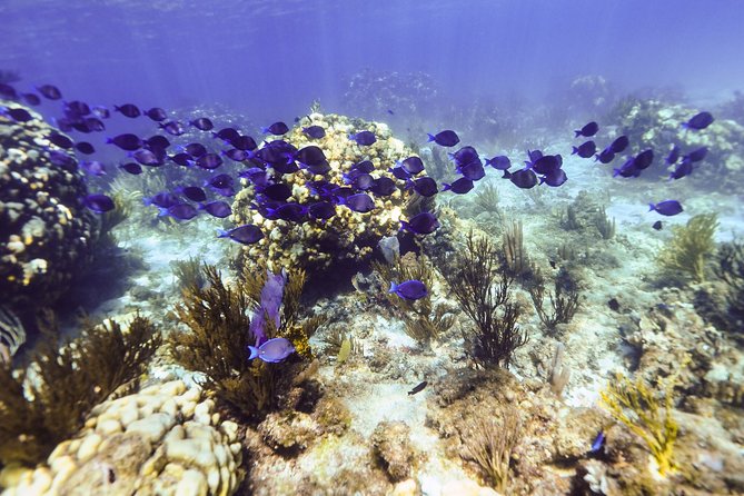 Private Stingray City Snorkeling and BioBay Charter for 10 Guests - The sunset supper break requires planning