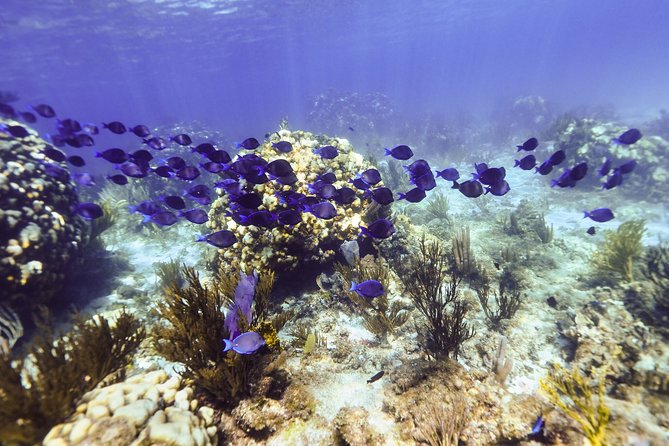 Private Stingray City Snorkeling and BioBay Charter for 6 Guests - Stingray City brings the main daytime wildlife encounter