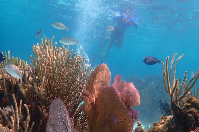 Private Tour to Stingray City & Snorkeling at Coral Gardens - The value of $700 for a private group
