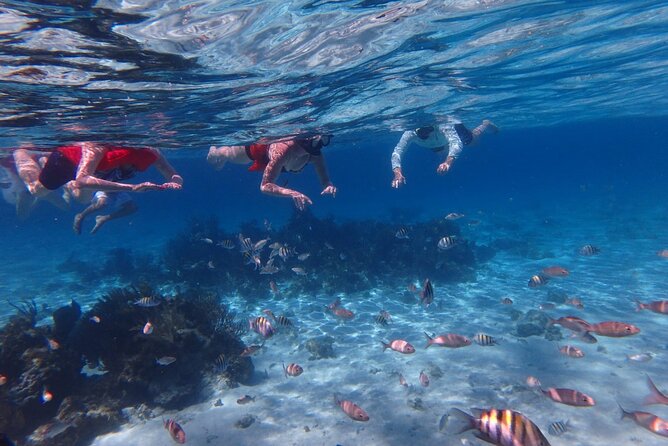 Private Tour to Stingray City & Snorkeling at Coral Gardens - Coral Gardens: a second stop with more reef and less animal handling